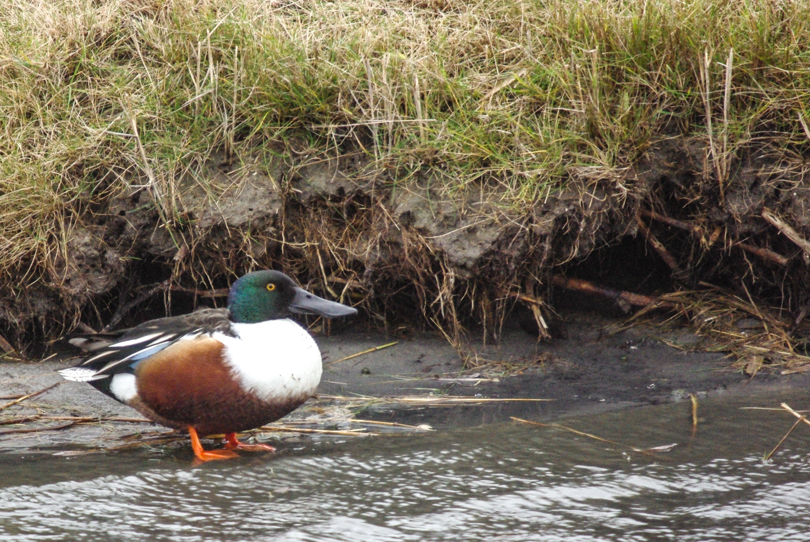 Canard souchet (Northern shoveler, Spatula clypleata), mâle nuptial, Ile de Texel, Pays-bas.